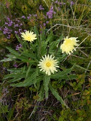 Schlagintweitia intybacea