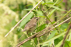 Acrocephalus bistrigiceps