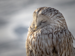 Strix uralensis