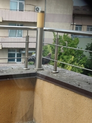 Columba livia domestica