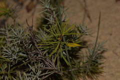 Persoonia acicularis