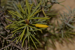 Persoonia acicularis