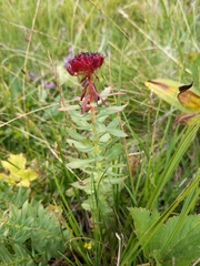 Rhodiola rosea
