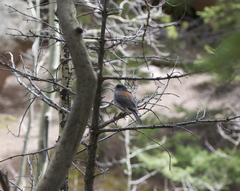 Junco hyemalis caniceps