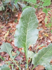Beta vulgaris