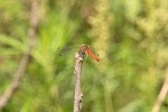 Sympetrum cordulegaster