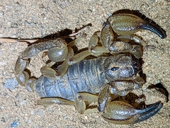 Anuroctonus pococki