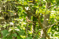 Emberizidae
