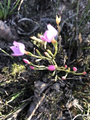 Lachnaea uniflora