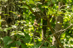 Emberizidae