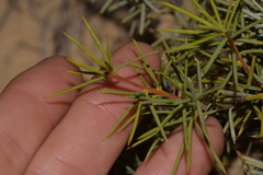 Persoonia acicularis