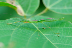 Micadina conifera