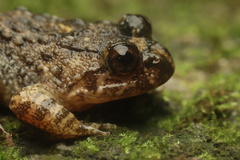 Quasipaa exilispinosa