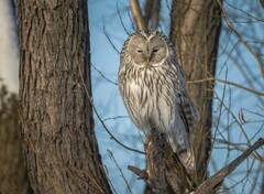 Strix uralensis