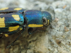 Buprestis octoguttata