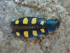 Buprestis octoguttata