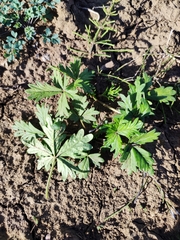 Potentilla intermedia