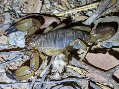 Anuroctonus pococki
