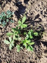 Potentilla intermedia