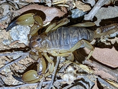 Anuroctonus pococki