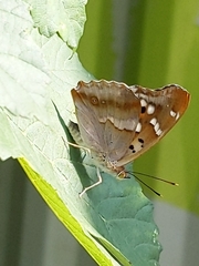 Apatura ilia