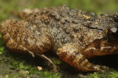 Quasipaa exilispinosa