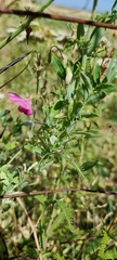 Lathyrus tuberosus
