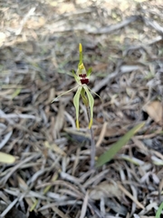 Caladenia verrucosa