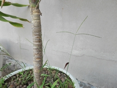 Digitaria sanguinalis