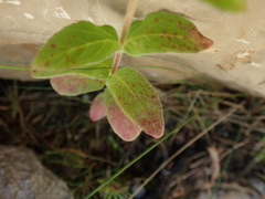 Epilobium parviflorum