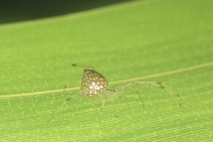 Thwaitesia margaritifera