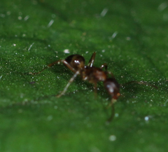 Camponotus subbarbatus