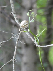 Lilium martagon