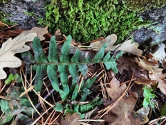 Polypodiopsida