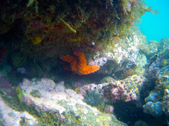 Uniophora granifera