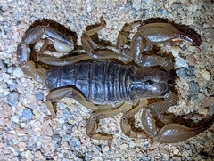 Anuroctonus pococki