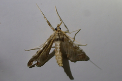 Leucinodes cordalis