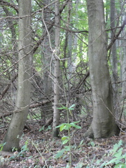 Lilium martagon