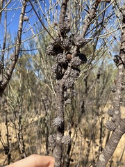 Allocasuarina spinosissima