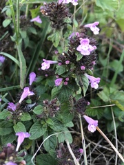 Clinopodium vulgare