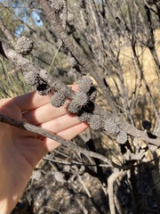 Allocasuarina spinosissima