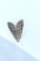 Parapoynx stratiotata