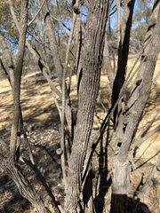 Allocasuarina spinosissima
