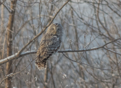 Strix uralensis