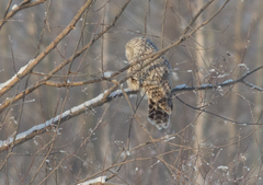 Strix uralensis