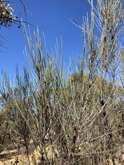 Allocasuarina spinosissima