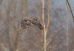 Strix uralensis