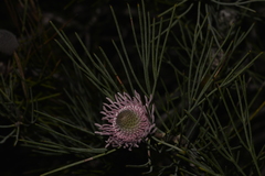 Isopogon divergens