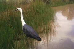Ardea pacifica