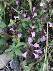 Clinopodium vulgare